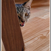 a visiting cat