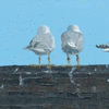 Gulls on a Rooftop
