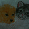 dog & cat