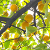 LEMONS