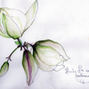 Study for an unknown flower
