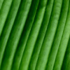Palm Leaf