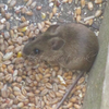 Wood Mouse