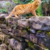 little tiger