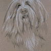 Bearded Collie