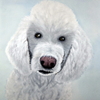 White Poodle