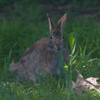 wascally wabbit is watching