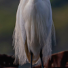 Snowy Egret at Ferry Point - February 26  2026