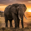 Majestic elephant stands alone on the savanna during a beautiful African sunset.