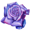 Crexis
