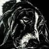 Scratch Basset