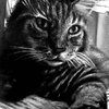 my cat 2