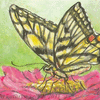 Swallowtail Butterfly Floral ACEO