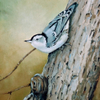 White Breasted Nuthatch 
