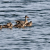 Quackers
