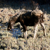 cow Moose 