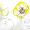 Study for Spatterdock