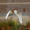 Snowy Egret 