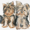 YorkshireTerrier 