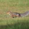 squirrel