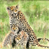 Cheetah and Cub