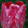 White & Red Tulip, Conservatory Garden, Bendigo