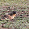 Marmot 