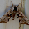 night time visitor 