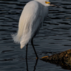 Egret at Bill Nichols Pond - July 12  2025