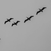 Pelicans above Baker Beach - August 7 2026