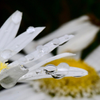 Daisy droplets