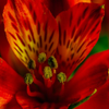 Lily v1 ss-8