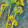 Sunflowers 