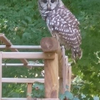 buddy hoot hoot