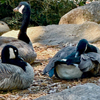 Canadian Geese at the Park 
