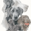 Weimaraner