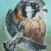 American Kestrel 