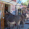 curious donkeys