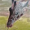 Giraffe eating