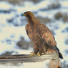 Golden Eagle 