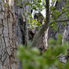 Owl and Owlet 