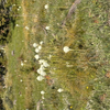 Bear grass begins blooming