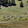 Elk