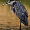 Blue Heron at Bill Nichols Pond - July 7  2025