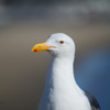 Western Gull