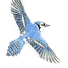 Blue jay