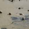 Beach Snail 2