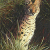 Serval