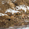 deer crossing river