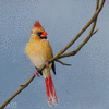 FEMALE CARDINAL